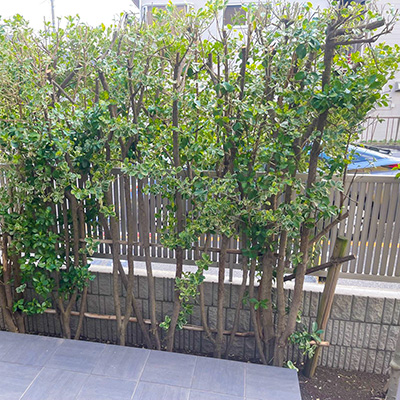 植栽の目隠し